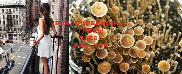 крисы Абаза