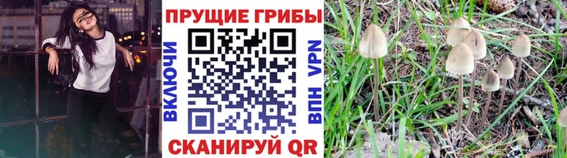 Галлюциногенные грибы Psilocybe  закладка  Азнакаево 